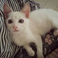 『小さな体で大きな幸せ』を呼び込んだ保護猫、小太郎