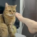 猫が『パパの足のニオイ』嗅いだ結果…まさかの『顔』が面白すぎると4…