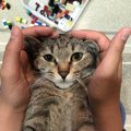 猫が『甘えたくなる』飼い主の特徴５つ