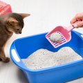 『猫のトイレ』をキレイに保つための習慣5選　取り入れたい理由や負担を軽…