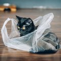 愛猫にさせてはいけない『危険な遊び方』3つ　思わぬ事故のリスクや安全に…