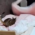 ベッドの上で布団を広げていると、動きに合わせて『猫』が…たまらなく…