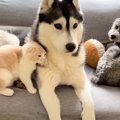 『子猫とハスキー犬たちの留守番』を隠し撮りしてみたら…心温まる光景…