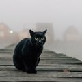 天才作家エドガー・アラン・ポーに愛された猫　最期まで強い絆で結ばれた…