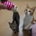 猫ちゃん大興奮でトラブル発生！？