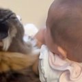 生まれたばかりの赤ちゃんを優しく見守る元野良猫→赤ちゃんが成長していく…