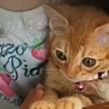 仲良しな『小学生の女の子と保護子猫』→９年後…立派に成長した『ふたりの…
