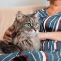 猫の『介護』を始めるタイミング5つ　愛猫の老いと上手に付き合うため…