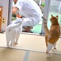 ６匹の愛猫のためにDIYをした結果→かわるがわる様子を見に来て…あまり…