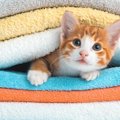 猫が『助けて欲しい』のはどんな時？５つのシーン