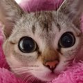 Laylaの１２猫占い 10/28～11/3までのあなたと猫ちゃんの運勢