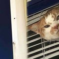 飼い主を大好き過ぎる猫…お出かけ阻止行動にほっこり♡