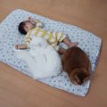 犬みたいなサイズ感と超話題の猫さん達。子供達との心の絆が素敵！