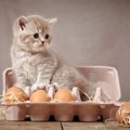 猫が卵を食べるのは大丈夫？メリットや注意点など