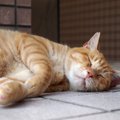 猫が『寝転がりたくなる場所』3選