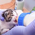 冷たい雨が降る中、母親に置いて行かれた『赤ちゃん猫』たち→お世話し…