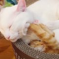 可愛いすぎる合体♡重なって眠るふわふわ猫ちゃんたち