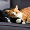 猫が毎日の暮らしに『満足している』ときにみせる5つのサイン　仕草に…