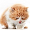 猫は水とお湯どっちが好き？