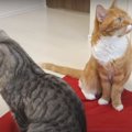 猫ちゃん達のぴったりシンクロ技にご注目！