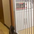子猫がキッチンに入れないように『柵』を設置した結果…想定外な『まさ…