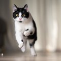 猫が『頭をぶつけた』けど大丈夫？確認しておくべきこと4つと対処法