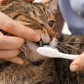 猫の『歯みがきをしない』3つのリスク　お口のケアは全身の健康につな…