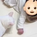 赤ちゃんとずっと『一定の距離を保っていた猫』→突然『変化』が起きて…