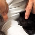 大好きなパパに『ぴったりとくっつく子猫』を撮っていたら…尊すぎる瞬間に…
