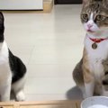 大好物を前に大興奮！ウニャウニャ喋る猫ちゃん