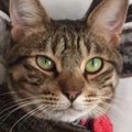 鹿がプリントされたクッションの前にいる『猫』を見てみたら…まさかの…
