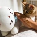 赤ちゃん猫の前で『猫のぬいぐるみ』を撫でてみた結果…可愛すぎる"ヤ…