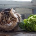 猫に「キャベツ」ってあげても大丈夫？与えるなら注意すべき4つのこと