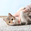 猫が『腕にぎゅっと抱きついてくる』のはなぜ？考えられる4つの理由　やめ…
