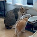 食事中に近づいて『先住猫に怒られていた子猫』→２年後…驚きのビフォーア…