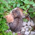 10年前、アパートの隙間で身を寄せ合う２匹の子猫を発見→放っておけず…人…