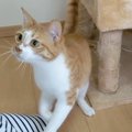 大好きなおやつの時間♪猫ちゃんの目の色変わる！