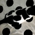 『家の中で行方不明になる』牛柄の白黒猫…思わず目をこらしてしまう『…