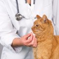 猫回虫の症状6つと治療方法