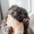 猫が『ゴキゲンななめ』なときの対処法6つ　どう接したらいいの？やっては…