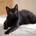 黒猫の里親になるには？探す方法や譲渡までの流れ