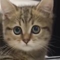 元気に遊んでいた『パヤパヤ子猫』が５年後…想像していたのと違った『現在…