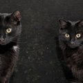 『顔がそっくりな2匹の黒猫』→見分け方が……素敵すぎる光景に12万いい…