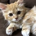 LAYLAの１２猫占い【4/20〜4/26】のあなたと猫ちゃんの運勢