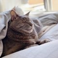 猫が『目を細める』時の理由5つ！飼い主はどう接するべき？