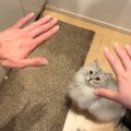 猫は『パパとママ』どっちを選択する？…手をかざしてみたときの反応が…