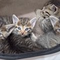 道端にいた『キジトラ子猫4兄妹』を保護した結果…1匹の先輩猫が見せた…