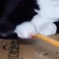 『懐かない歴３年の元野良猫』→遊ぼうと、『孫の手』を近づけると…笑って…