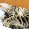 猫が『手をクロス』しているときのキモチ3選　体の前や顔の前…位置によっ…