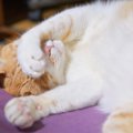 猫が寝ながら『顔を手で隠している』ときのキモチ4選　まぶしい、以外…